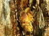 tree_fungus_1856_small