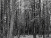 beaver_lake_trees_bw_8401_small