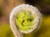 fiddle_fern_furled_1473_small