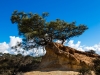 lone_tree_torrey_pines9102_small